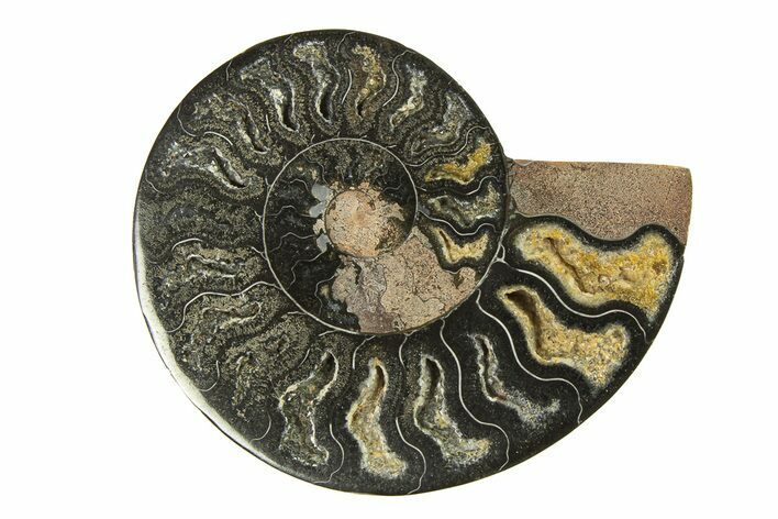 Cut & Polished Ammonite Fossil (Half) - Unusual Black Color #296288